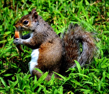 Brown And White Squirel On Green Grass photo