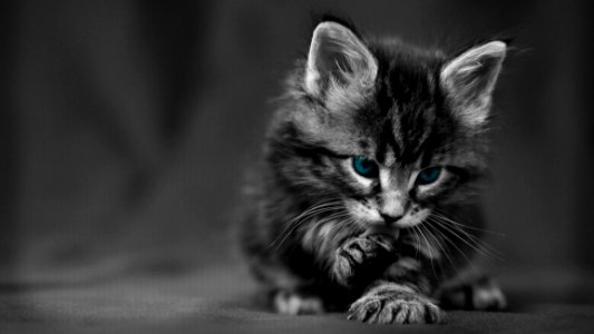 Blue Eyed Kitten photo