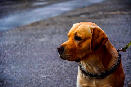 Dog On Street photo