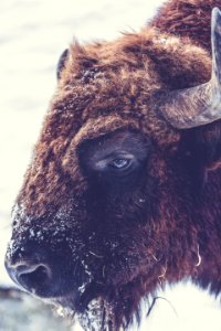 Bison Portrait photo