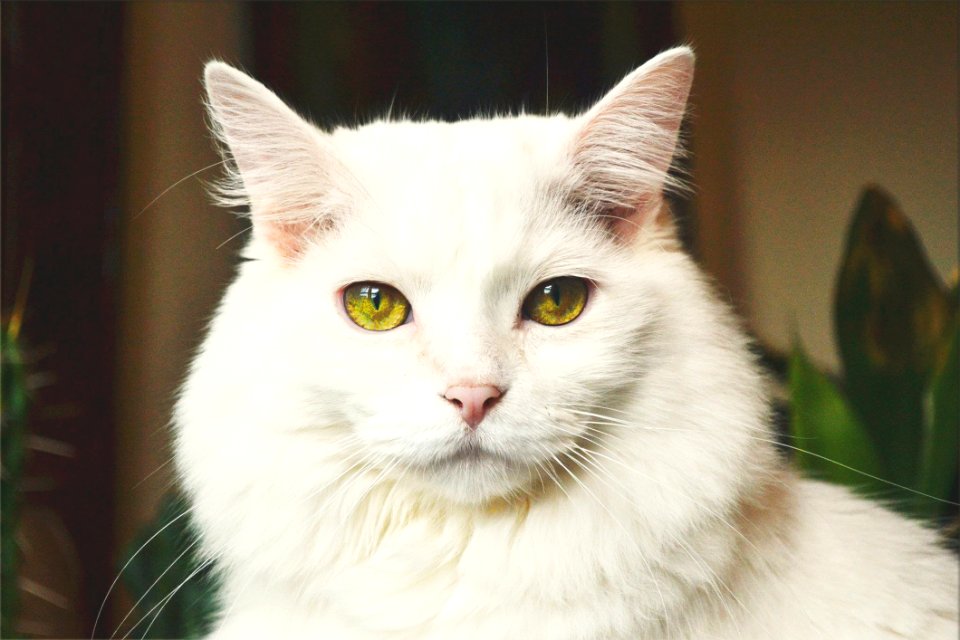 Portrait Of White Cat