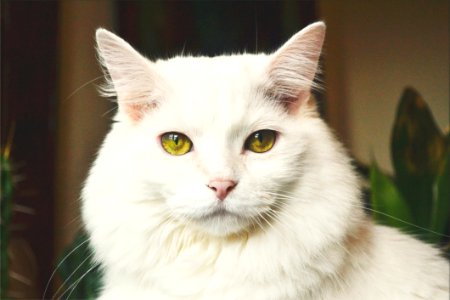 Portrait Of White Cat photo