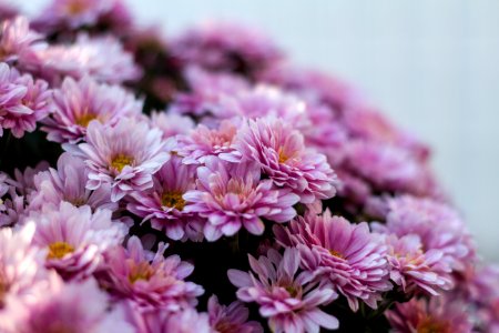 Pink Chrysanthemum Flowers In Bloom