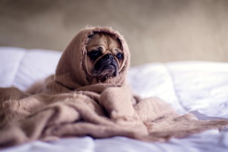 Pug Puppy In Blanket photo