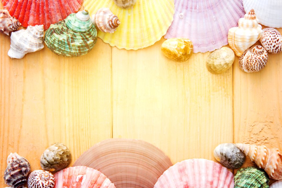 Seashell Border On Wooden Planks