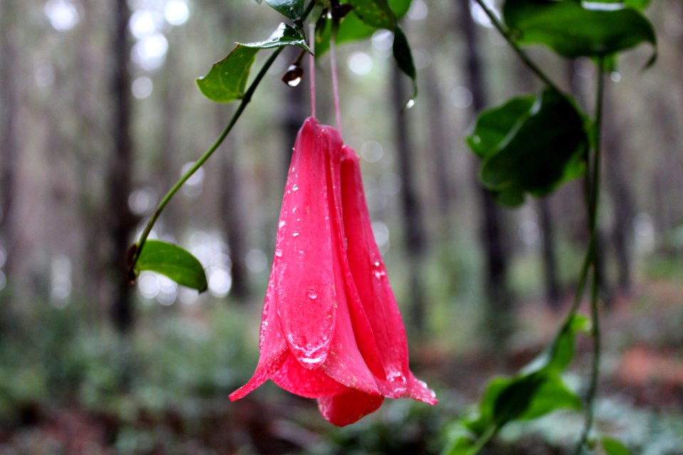 Flower Pink In Forest