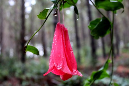 Flower Pink In Forest