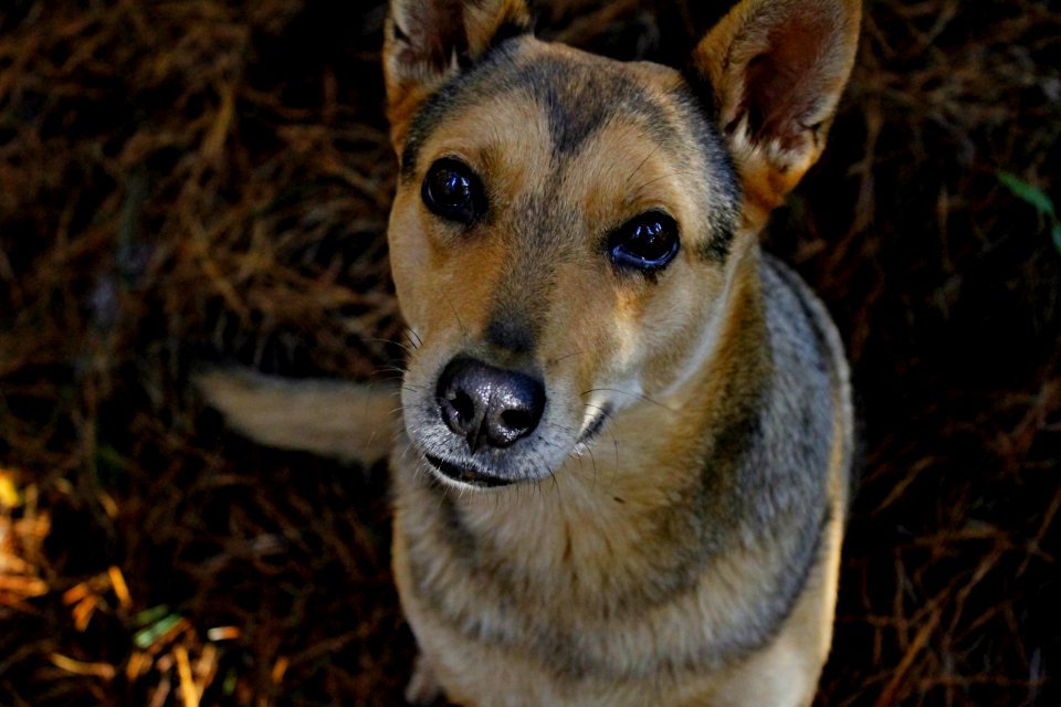 Dog Close Up In Forest