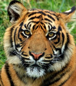 Adult Tiger photo