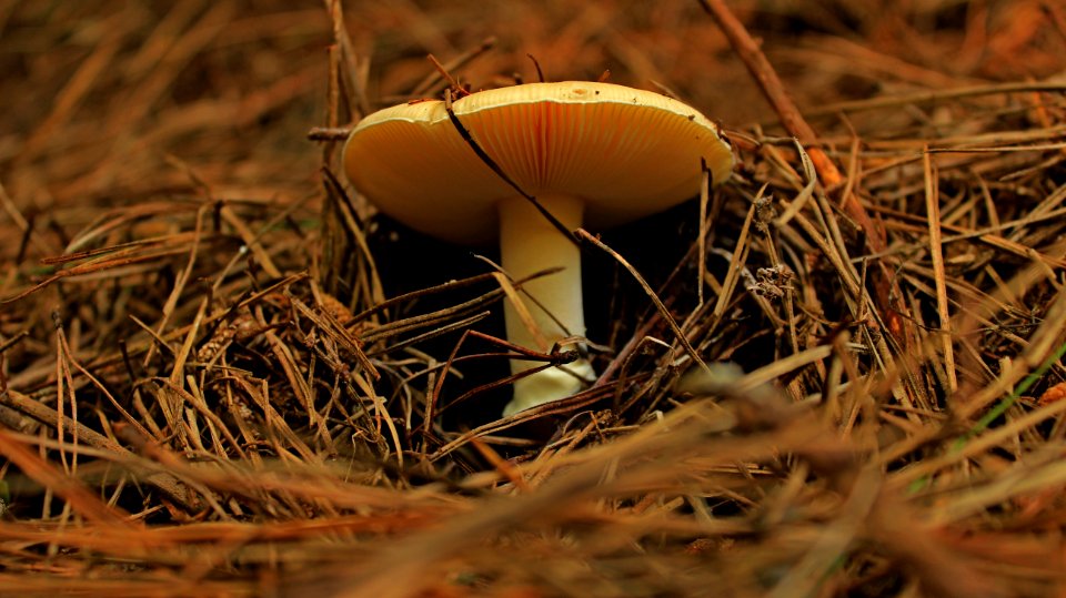 Mushroom In Forest photo