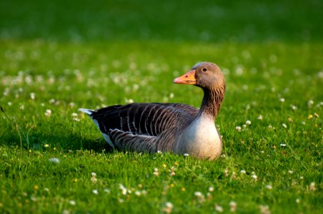 Black And White Goose On Green Grass photo