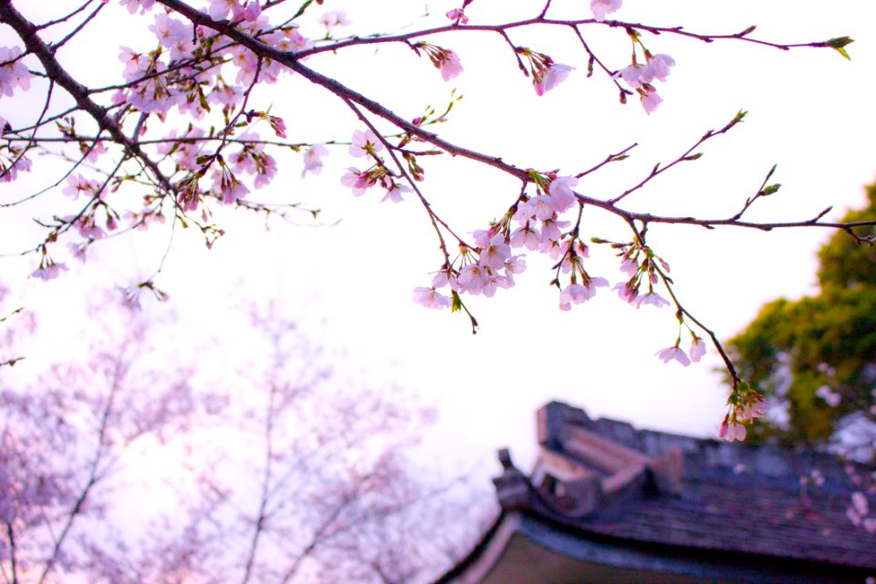 Cherry Blossoms