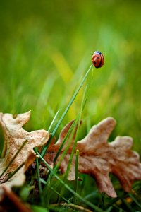 Ladybug On Grass Stem