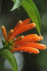 Flowers pyrostegia venusta beautiful