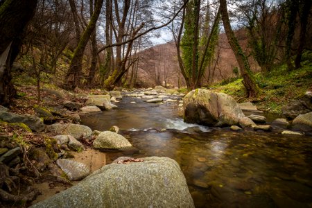 Stream Flowing Through Woods photo