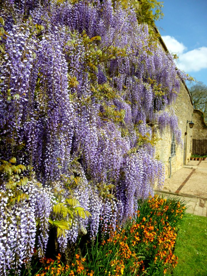 Lavender Flowers In Garden