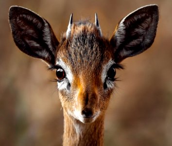 Close-up Portrait Of A Antelope photo