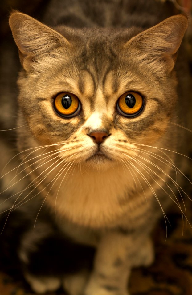 Brown Tabby Cat Close Up Photo