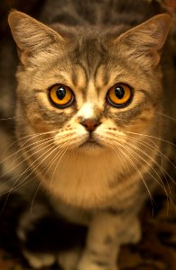 Brown Tabby Cat Close Up Photo photo