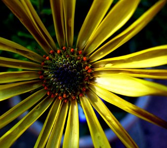 Yellow And Green Petal Flower