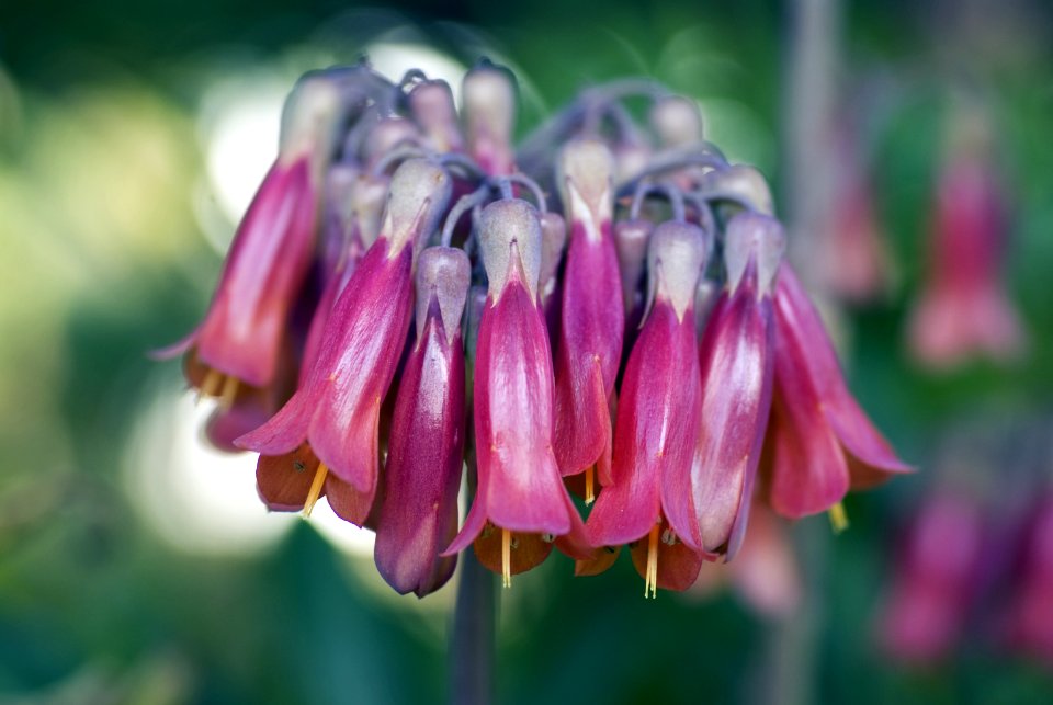 Macro Photo Purple Upside Down Flower