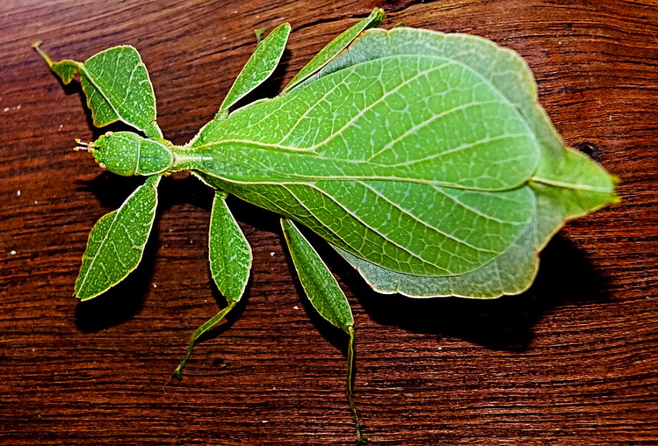 Green Leaf Insect On The Brown Wooden Texture