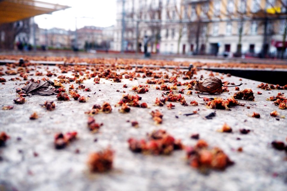 Autumn Leaves On City Streets