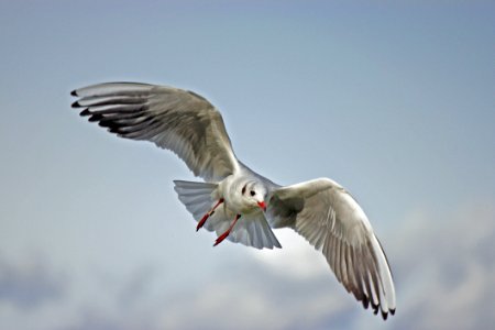 Seagull On Sky photo
