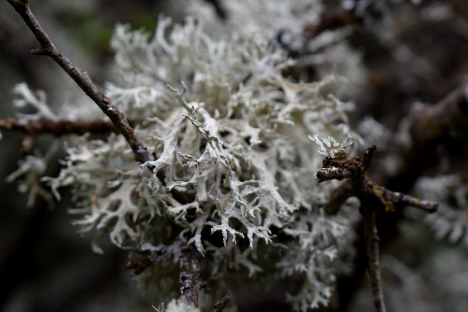 Small White Leaves On Tree Branches