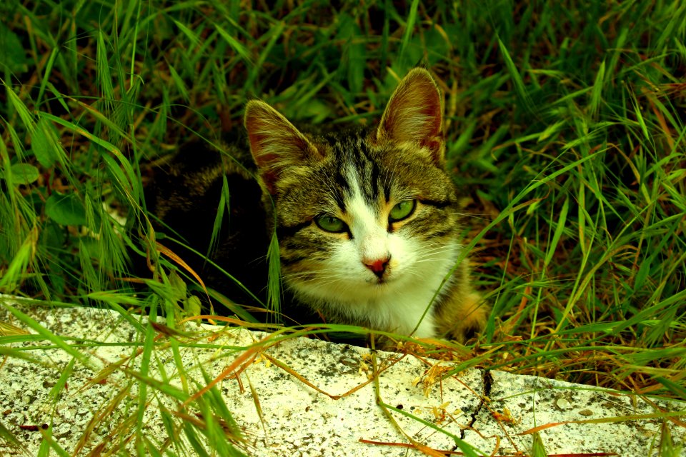 Cat Hiding In Grass
