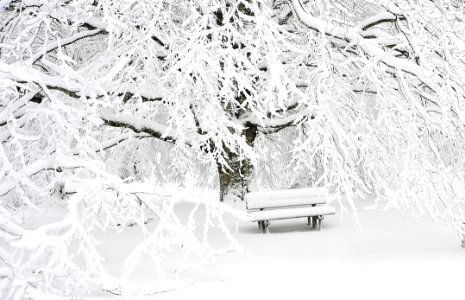 Snow Covered Bench Near Snow Covered Bare Tree photo