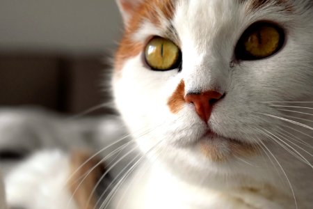 Closeup Portrait Of Cat photo