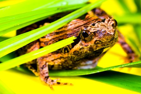 Brown And Black Frog Lying On A Green Leaf