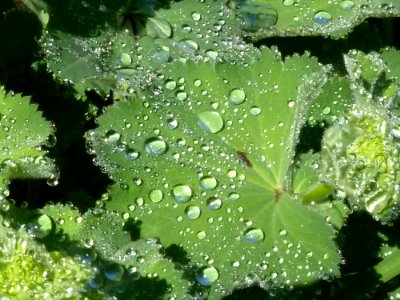 Rain Drops On Leaves