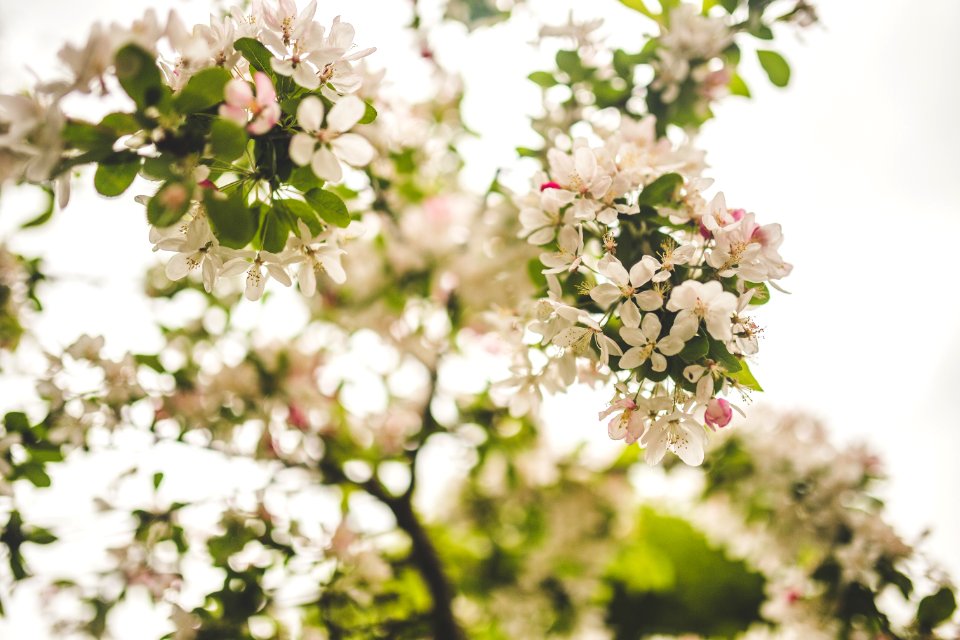 White Petaled Flowers