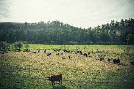 Cows On Pasture photo