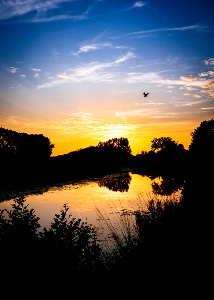 Silhouette Of Grass During Sunset photo