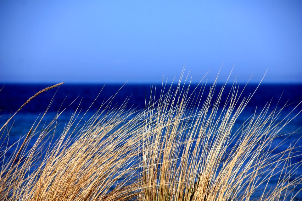 Brown Grass Near Calm Water