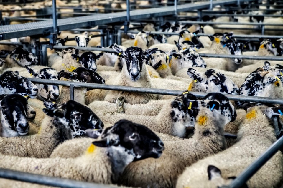 Black White And Beige Sheep