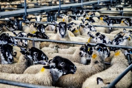 Black White And Beige Sheep
