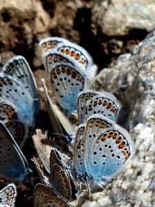 White Brown And Blue Butterfly On White Rock In Close Up Photography photo
