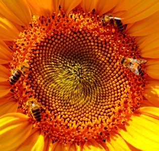 Close Up Macro Photography Yellow Sunflower Pollen With Bees Collecting Nectar photo