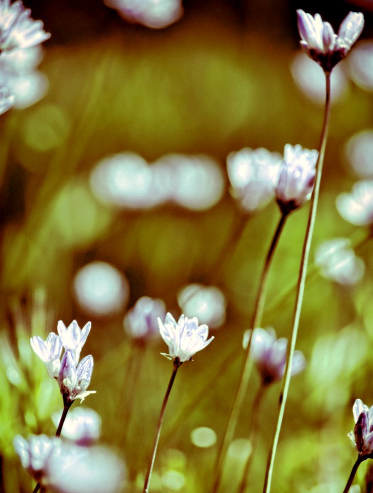 Spring Flowers In Bloom