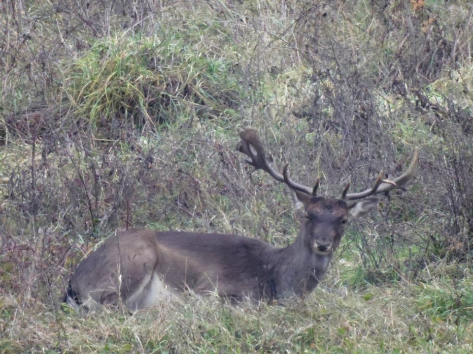 09012013 Sperticano Bologna - Deer Squeezing Me A Wink  Sunset  Daino Dopo Il Tramonto A Sperticano Di Marzabotto Appennino