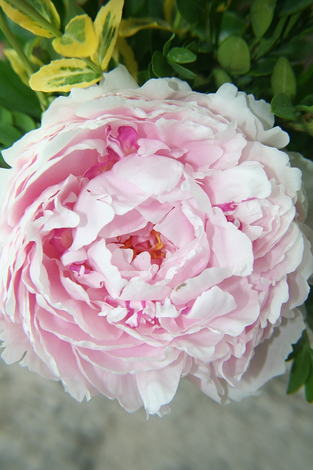 Close-up garden scented