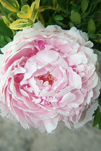 Close-up garden scented