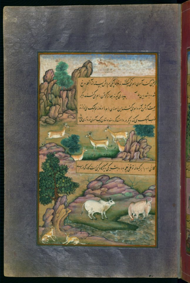 Animals Of Hindustan Small Deer And Cows Called Gīnī From Illuminated Manuscript Baburnama (Memoirs Of Babur) Walter
