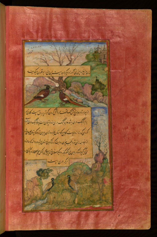 Birds Of Hindustan Luchas Called Būqalamūn And Partridges (Memoirs Of Babur) Walters Art Museum Ms W596 Fol31b