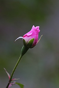 Plant natural blossom