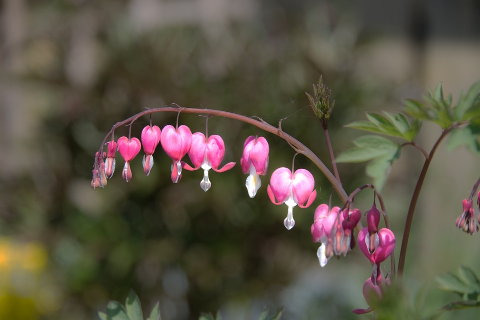 Blossom bloom flora